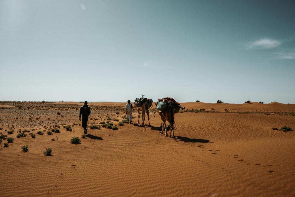 Two men guide camels through the vast Sahara desert in Morocco under clear blue skies.